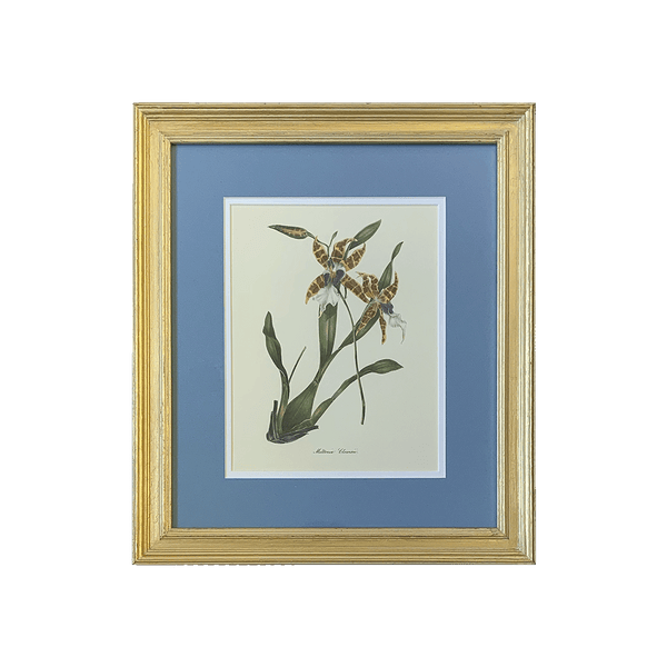 Vintage Botanical Print Collection