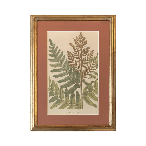 Botanical Print Collection Ferns