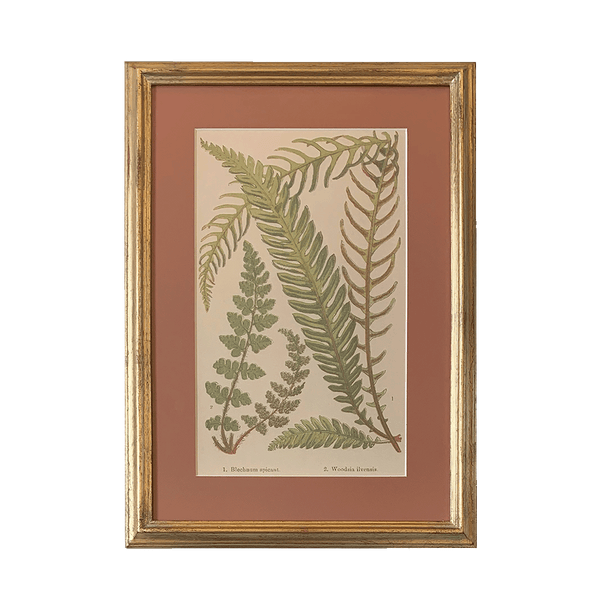 Botanical Print Collection Ferns