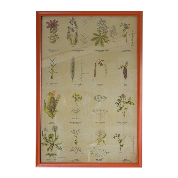 Botanical Print in Mini Star Frame