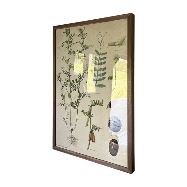 Botanical Print in a Waxed Walnut Box Frame
