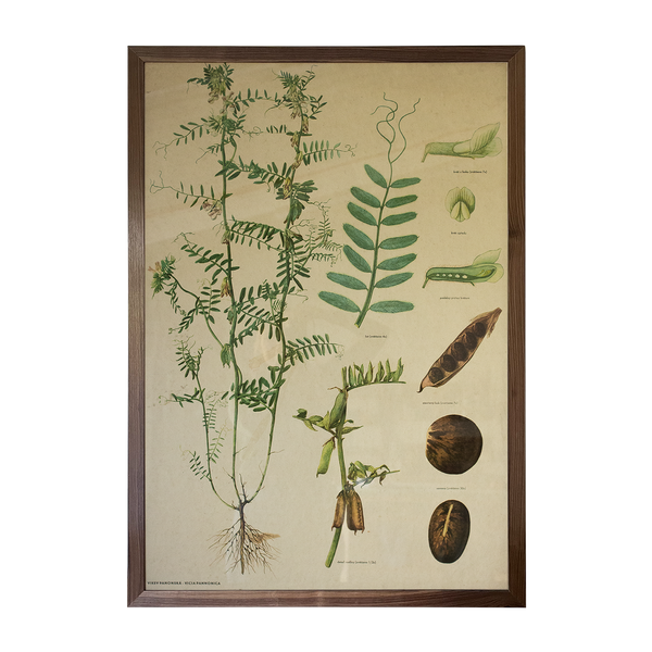 Botanical Print in a Waxed Walnut Box Frame
