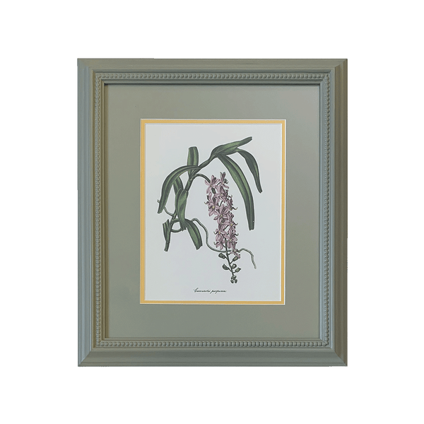 Botanical Print Collection