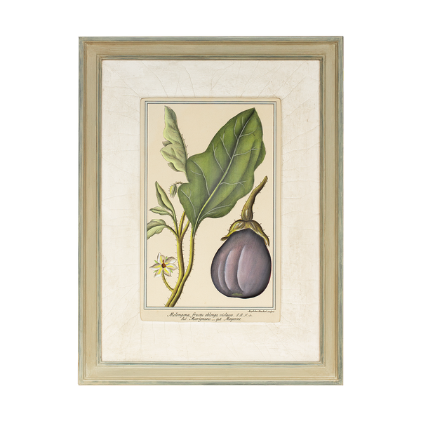 Botanical Prints in Hurst Frames with Gesso Mounts
