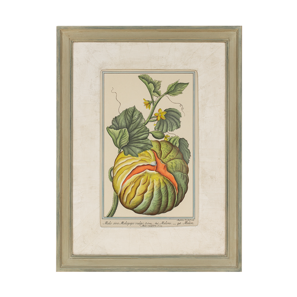 Botanical Prints in Hurst Frames with Gesso Mounts
