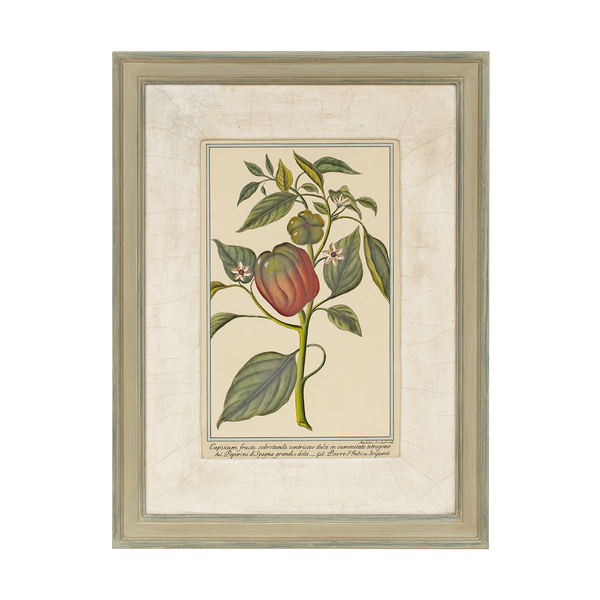 Botanical Prints in Hurst Frames with Gesso Mounts