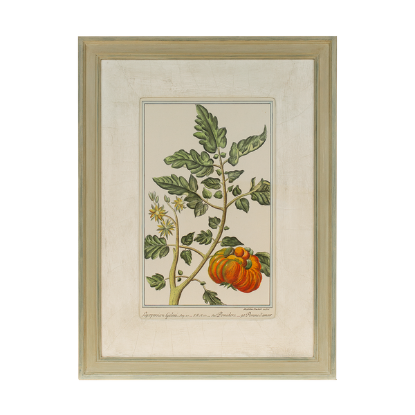 Botanical Prints in Hurst Frames with Gesso Mounts