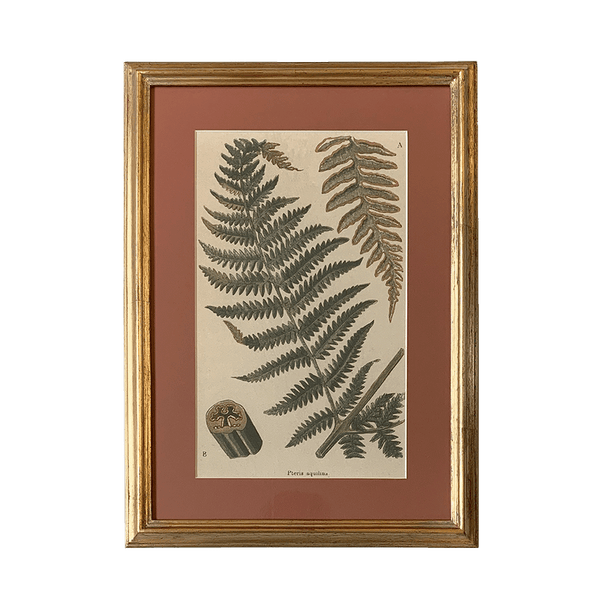 Botanical Print Collection Ferns