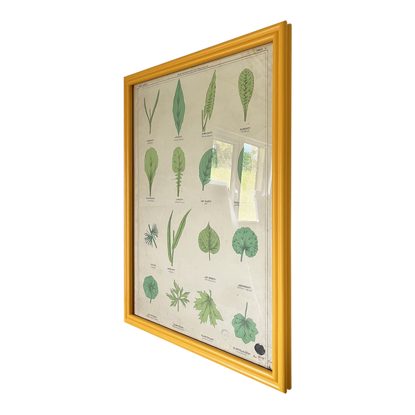 Clover