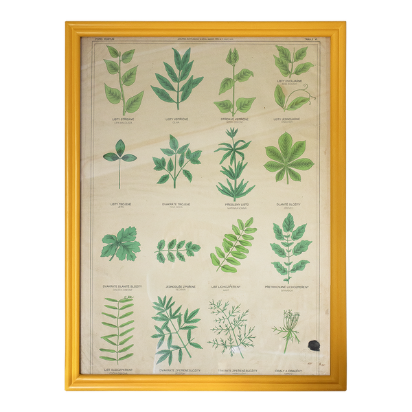 Botanical Prints in Clover Frames