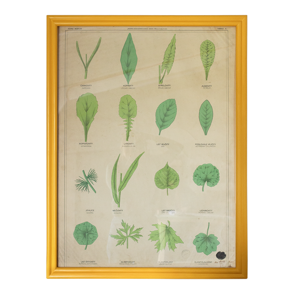 Clover