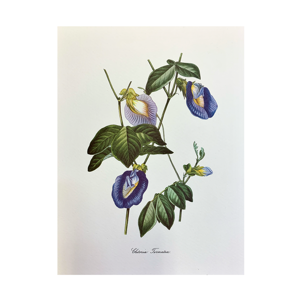 Vintage Botanical Set - Gold