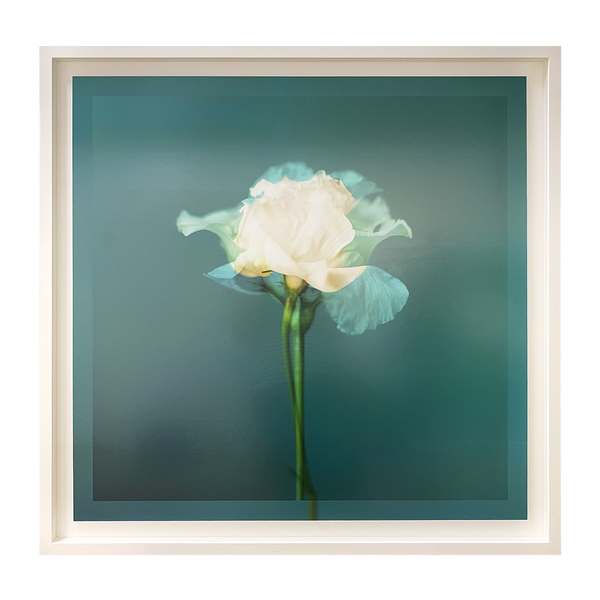 Emilie Moysson Framed Flower Prints