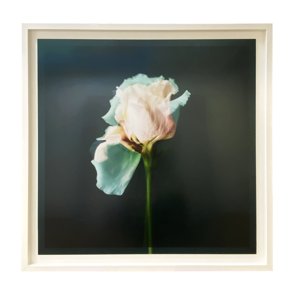 Emilie Moysson Framed Flower Prints