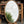 A photo taken from the side of a oval mirror in our workshop. The frame is finished in an imitation brass and a bobbin detail runs along the inside of the frame. The mirror glass is lightly antiqued with heavier antiquing along the edges and the mirror glass is reflecting the East Sussex countryside. 