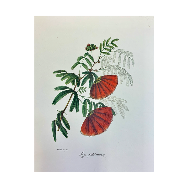 Vintage Botanical Set - Gold