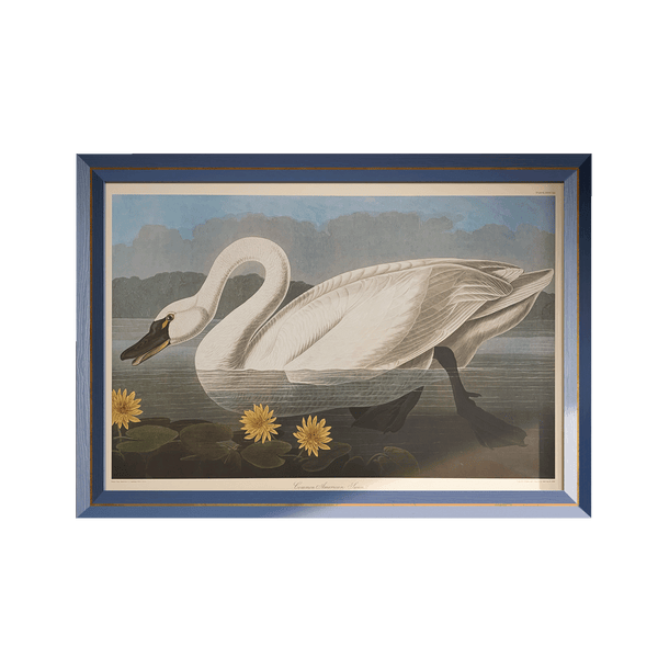 John James Audubon American Swan Print