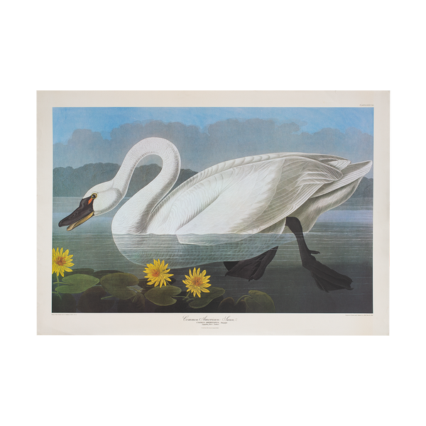 John James Audubon Prints