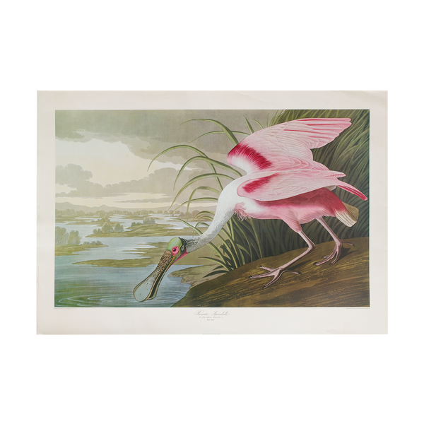 John James Audubon Prints