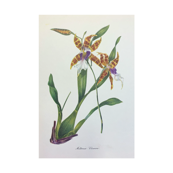 Vintage Botanical Set - Gold