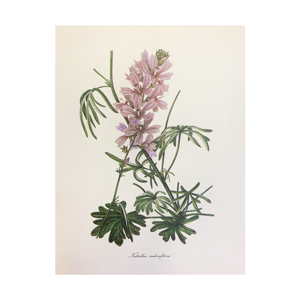 Vintage Botanical Set - Sage