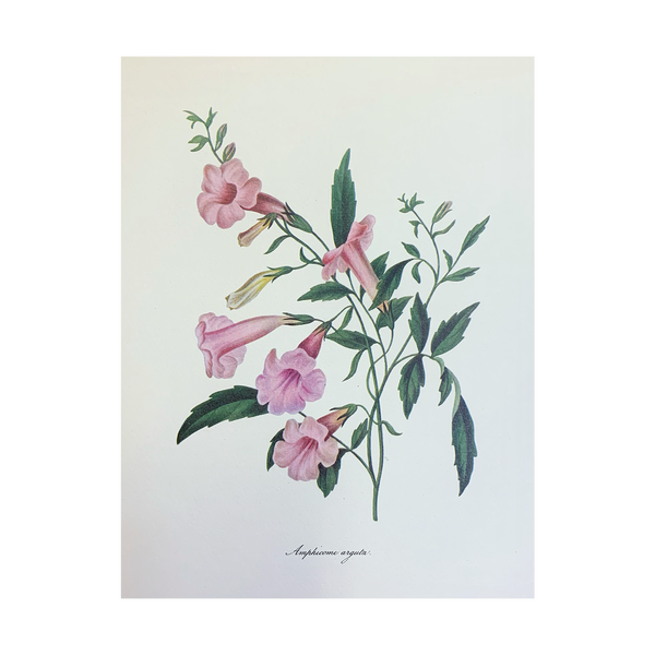 Vintage Botanical Set - Sage