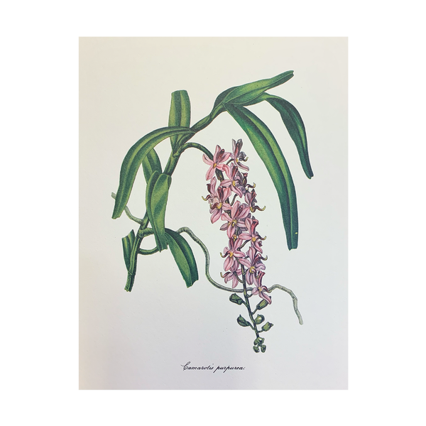Vintage Botanical Set - Sage