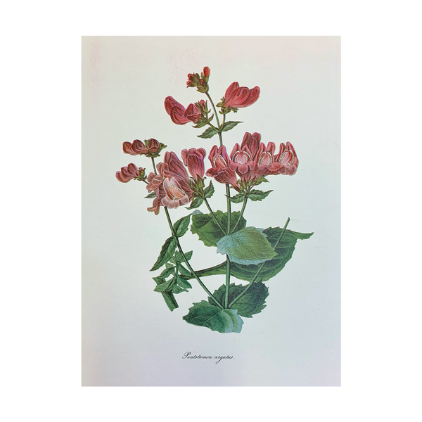 Vintage Botanical Set - Sage