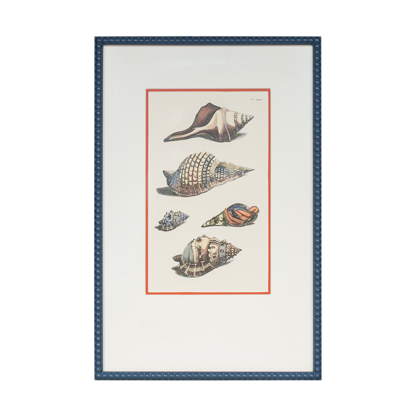 Shell Print in a Bobbin Frame