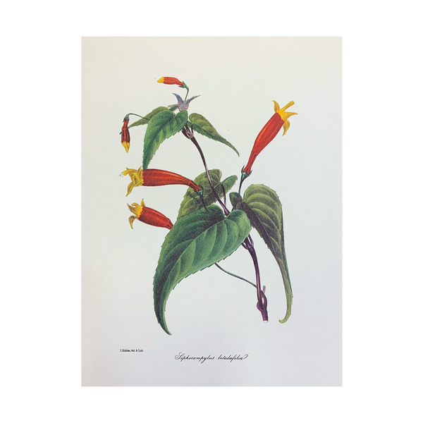 Vintage Botanical Set - Gold
