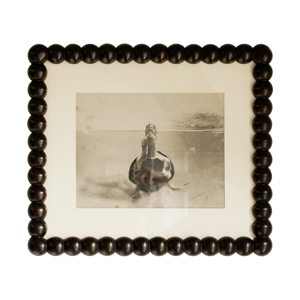 Turtle Photograph in Large Bobbin Frame