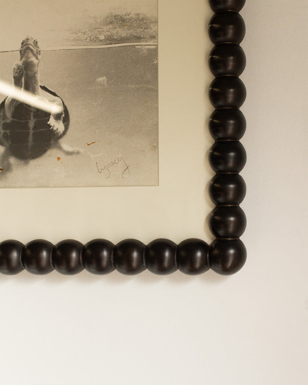 Turtle Photograph in Large Bobbin Frame