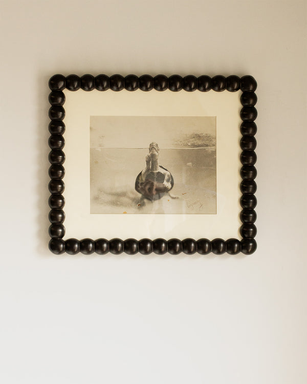 Turtle Photograph in Large Bobbin Frame