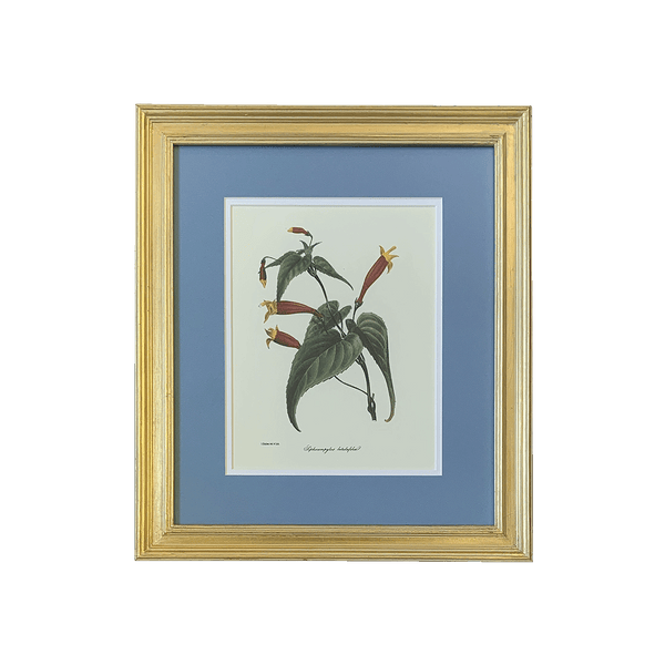 Vintage Botanical Print Collection