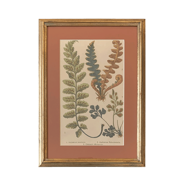 Botanical Print Collection Ferns