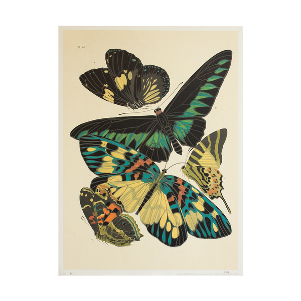 Butterfly Print