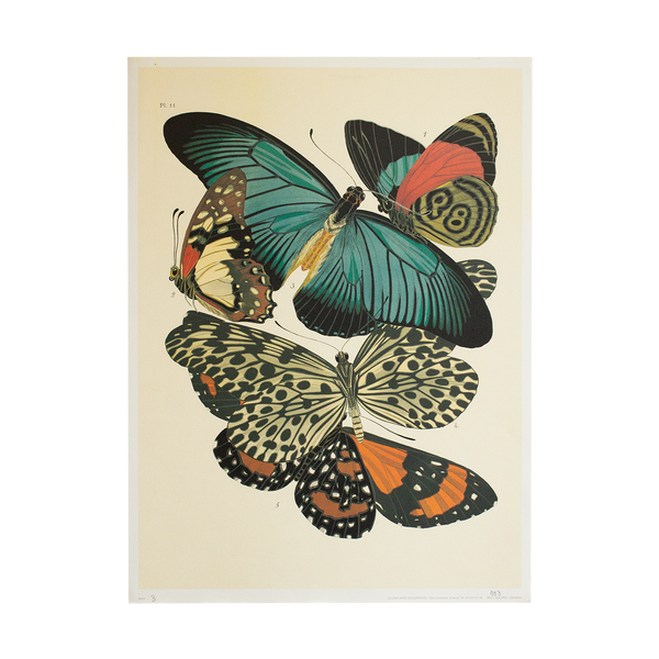 Butterfly Print