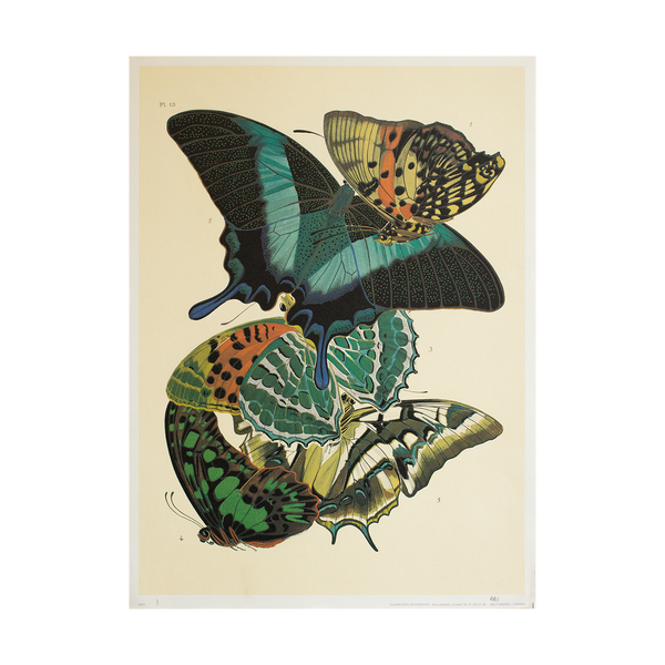 Butterfly Print