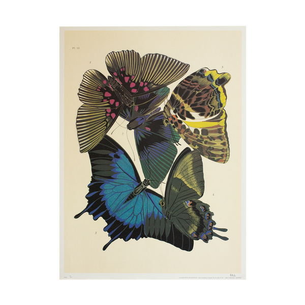 Butterfly Print